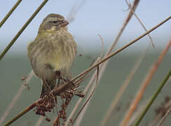 Serin de Sainte-Hélène