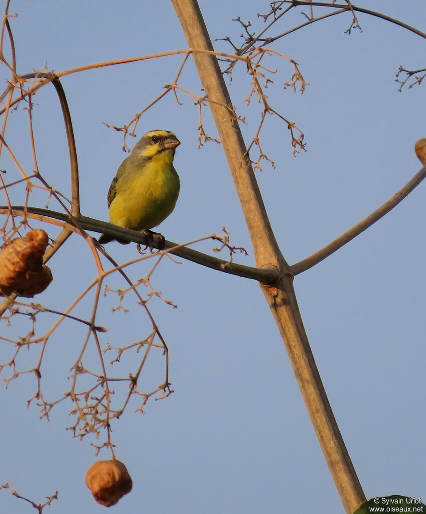 Yellow-fronted Canaryadult