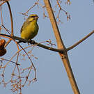 Serin du Mozambique