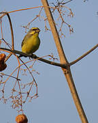 Serin du Mozambique
