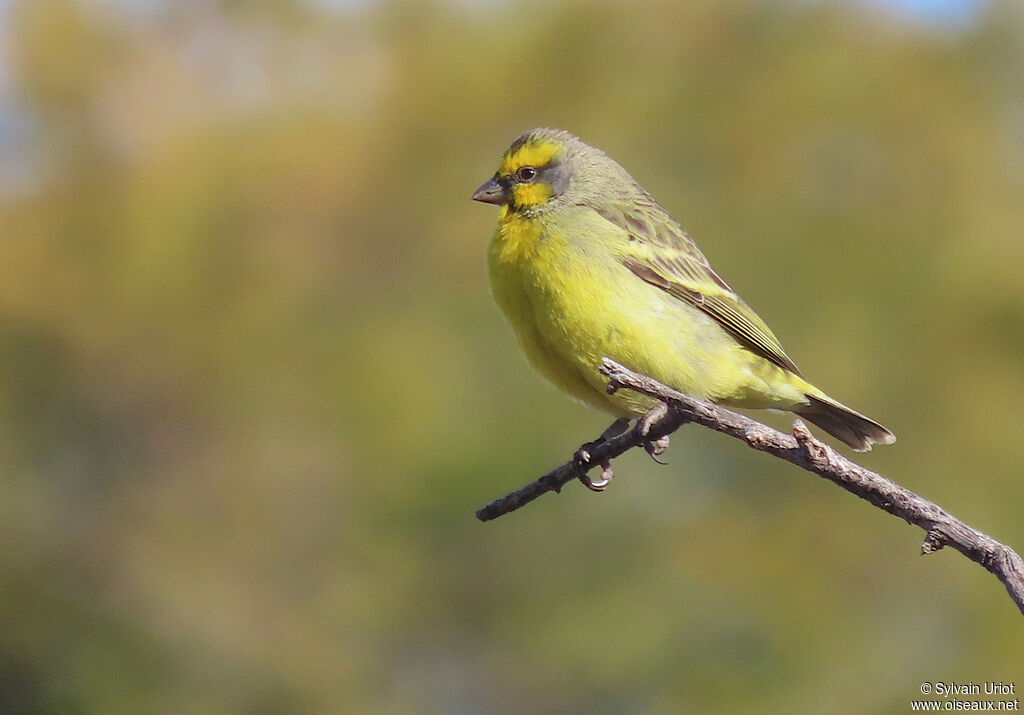 Serin du Mozambique mâle adulte