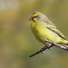 Serin du Mozambique