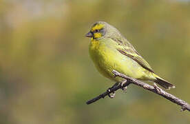 Yellow-fronted Canary