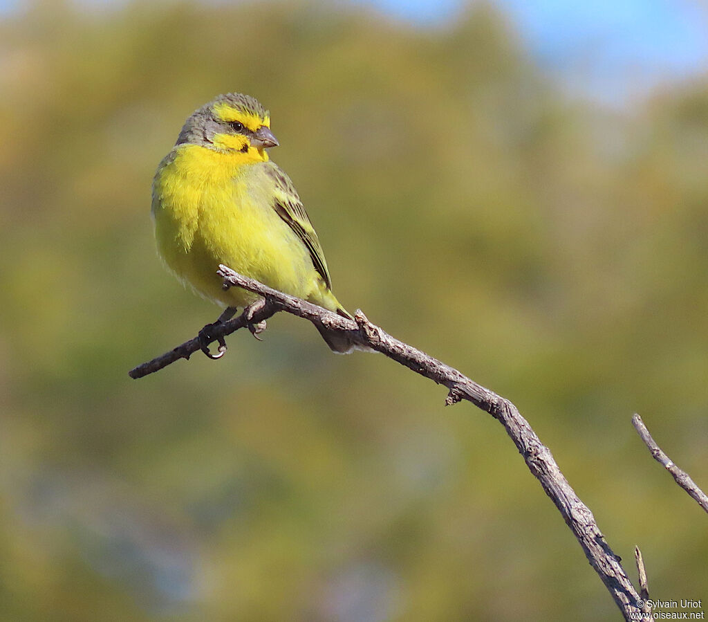 Serin du Mozambique mâle adulte