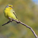 Serin du Mozambique