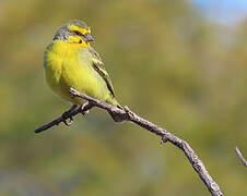 Yellow-fronted Canary