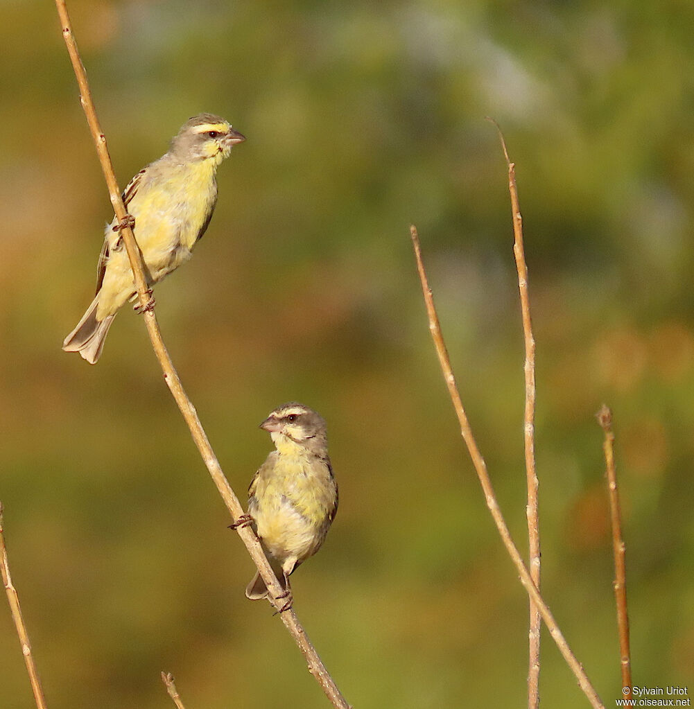 Yellow-fronted Canaryadult