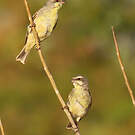 Serin du Mozambique