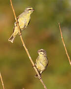 Yellow-fronted Canary