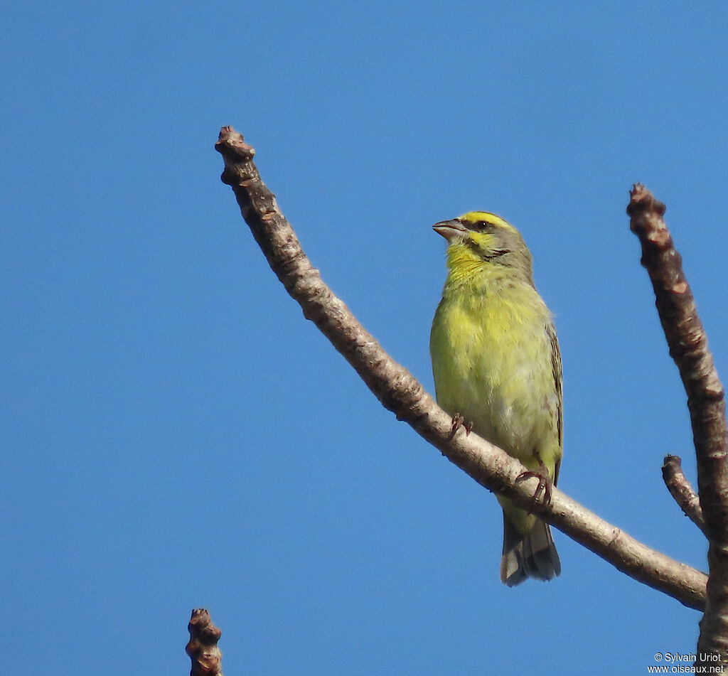 Serin du Mozambique mâle adulte