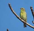 Serin du Mozambique