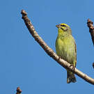 Serin du Mozambique