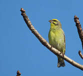 Serin du Mozambique