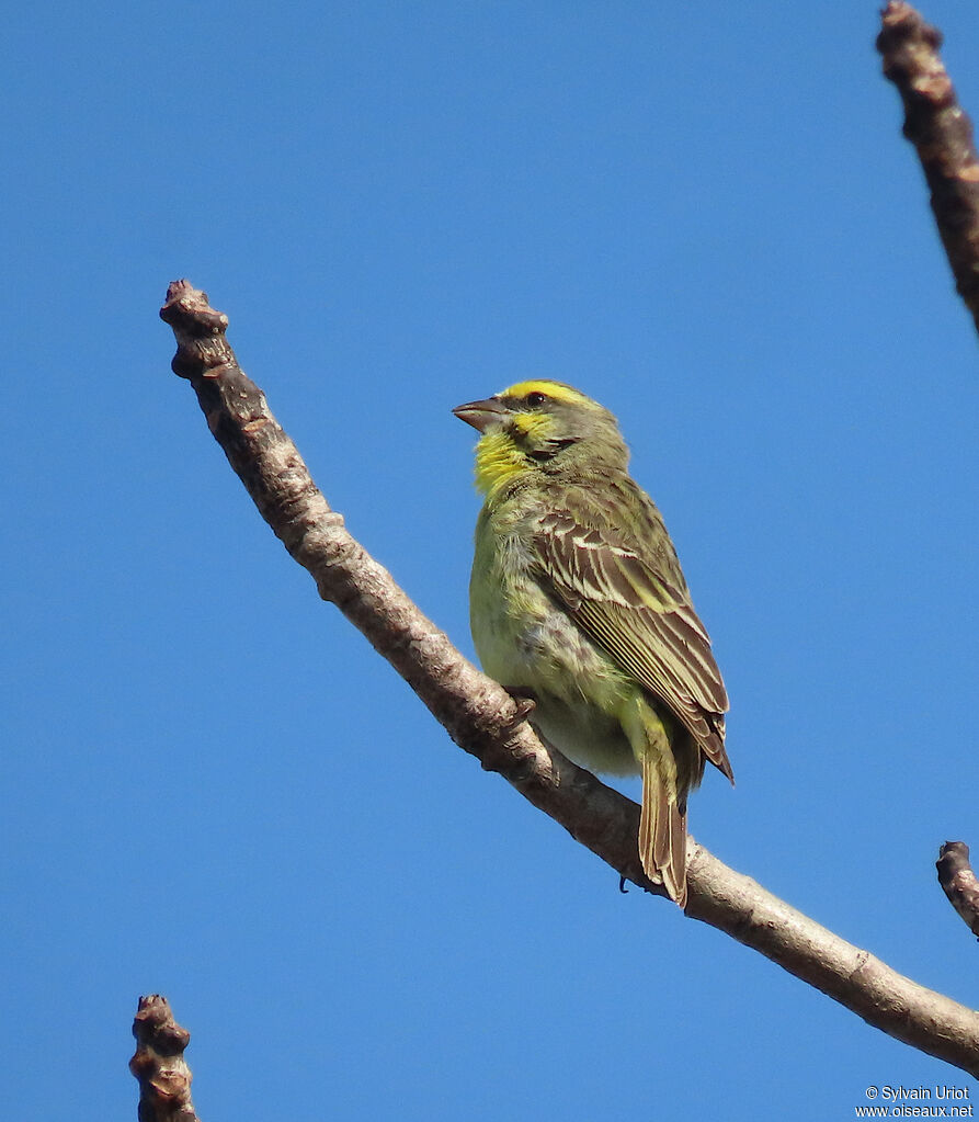 Serin du Mozambique mâle adulte