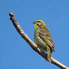 Serin du Mozambique