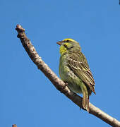 Yellow-fronted Canary