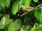 Serin du Mozambique