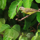 Serin du Mozambique