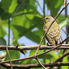 Serin du Mozambique