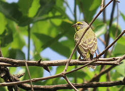 Serin du Mozambique