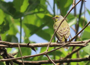 Serin du Mozambique
