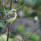 Serin du Mozambique