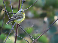 Serin du Mozambique