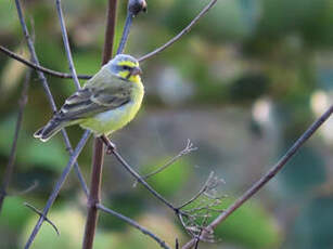 Serin du Mozambique