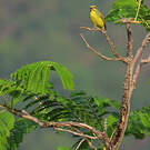 Serin du Mozambique