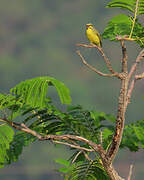 Serin du Mozambique