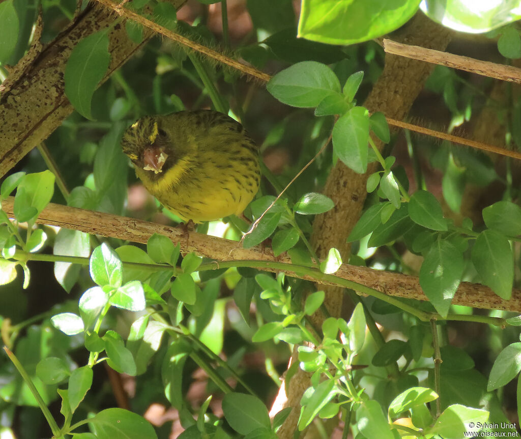 Serin forestieradulte