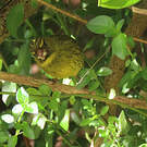 Serin forestier