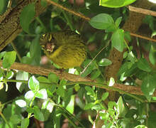 Forest Canary