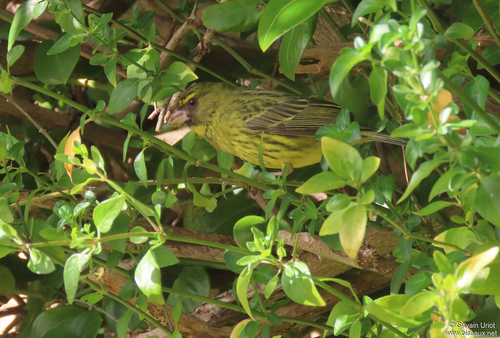 Serin forestieradulte