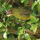 Serin forestier