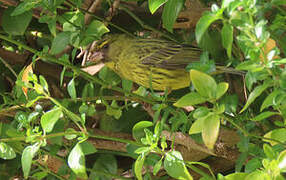 Forest Canary