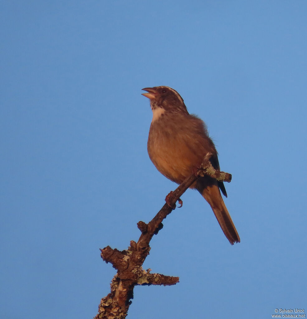 Streaky-headed Seedeateradult