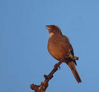 Streaky-headed Seedeater