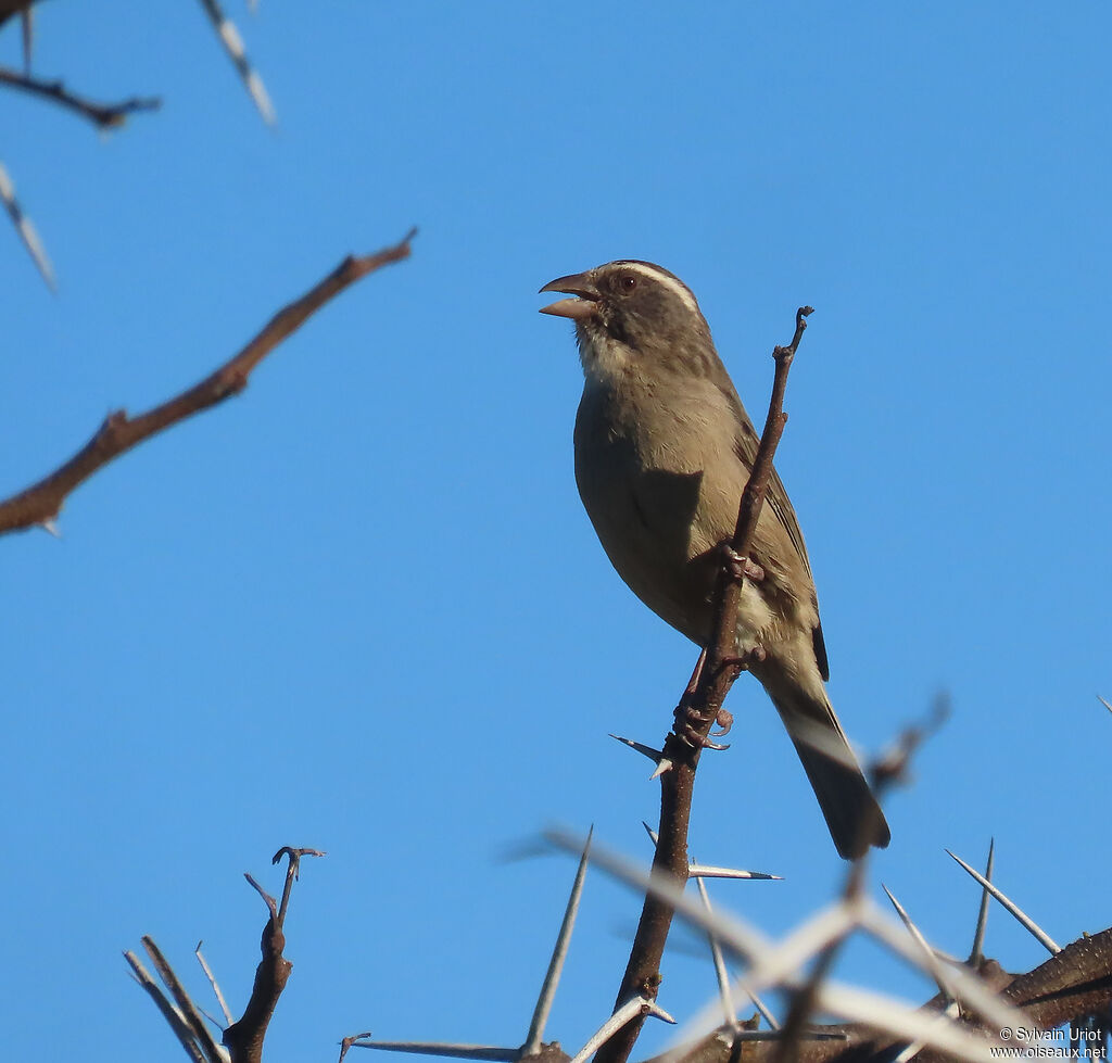 Serin grisadulte