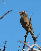 Streaky-headed Seedeater