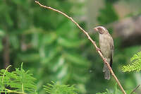 Serin ouest-africain