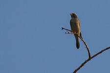 Serin ouest-africain