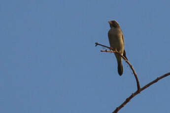 Serin ouest-africain
