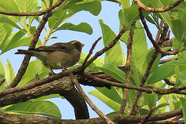 Serin ouest-africain