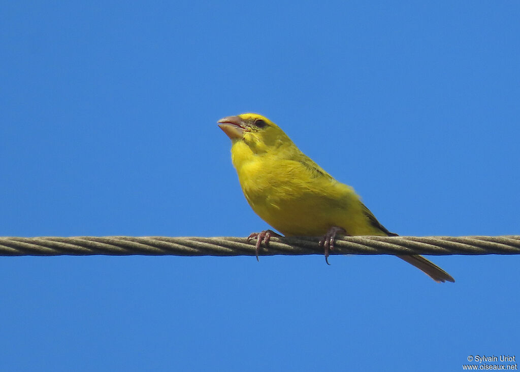 Serin soufré mâle adulte