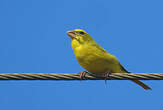 Serin soufré