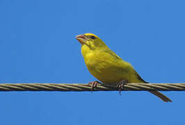 Brimstone Canary