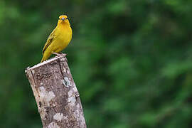 Saffron Finch