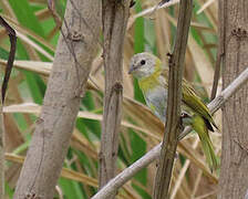 Saffron Finch