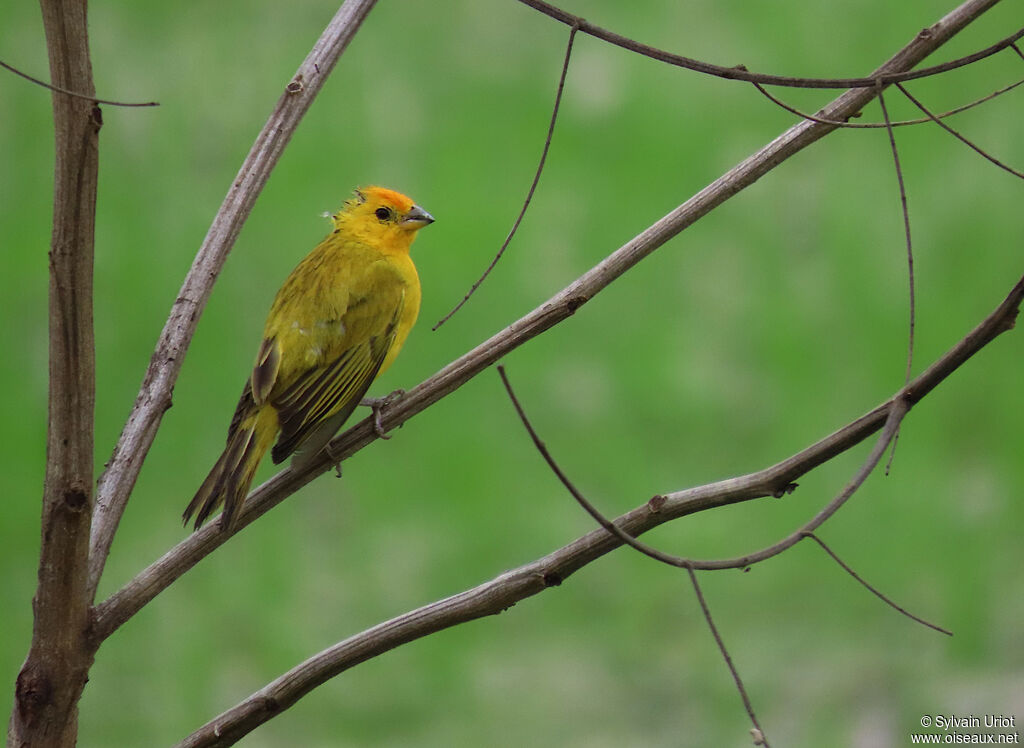 Saffron Finch male adult